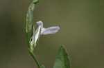 Looseflower waterwillow